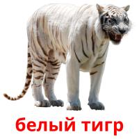 белый тигр card for translate