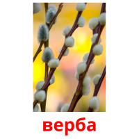верба card for translate