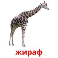 жираф card for translate