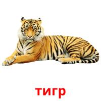 тигр card for translate