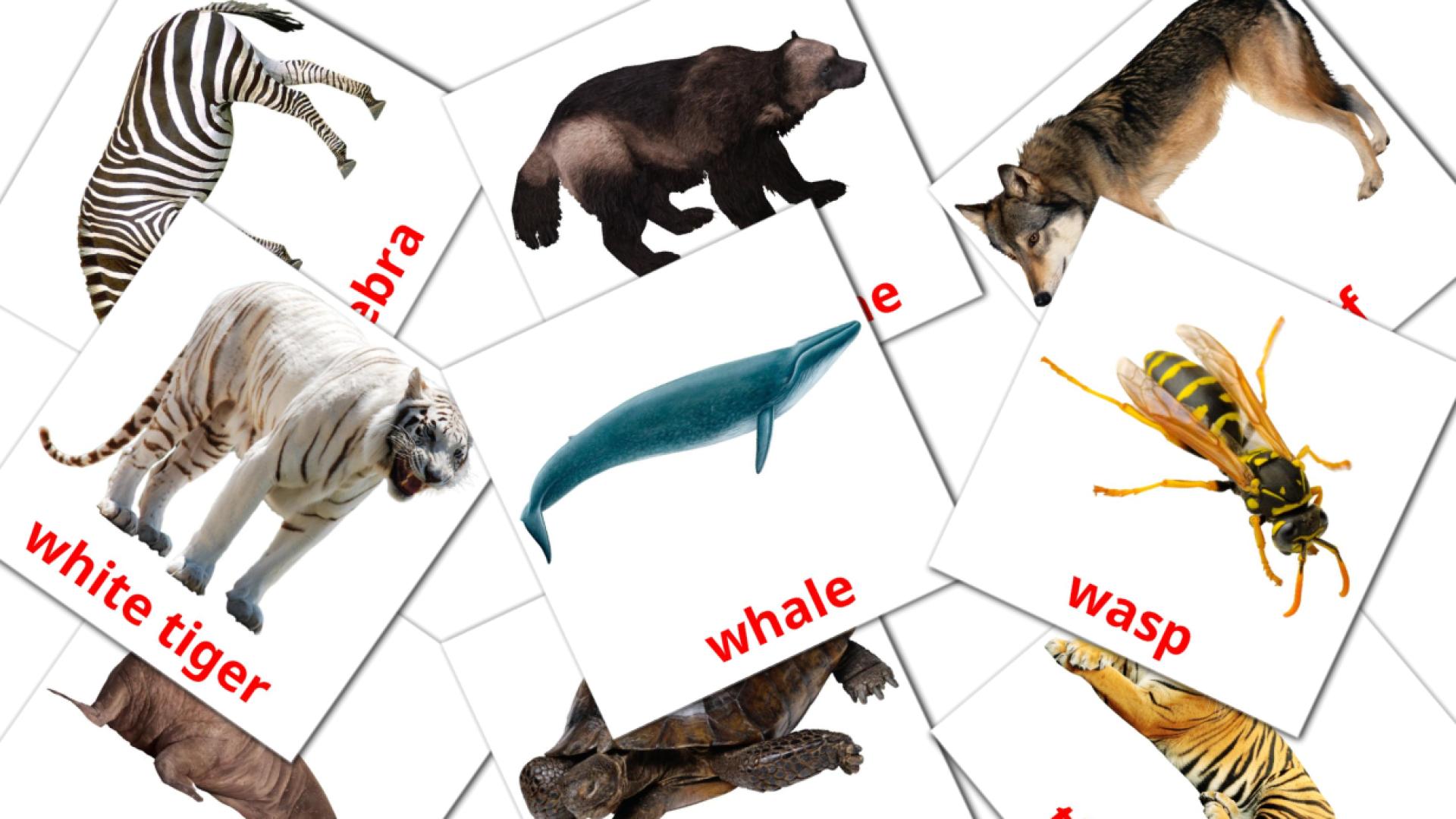 Animals english vocabulary flashcards