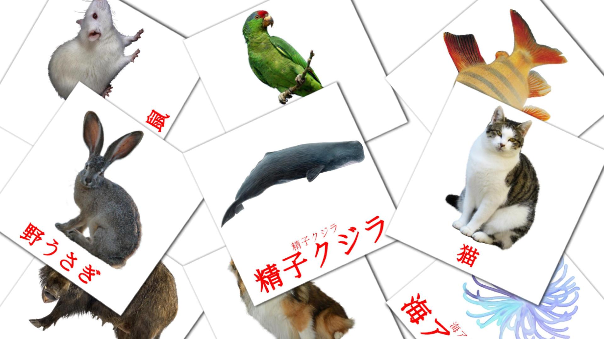 動物 - どうぶつ japanese vocabulary flashcards