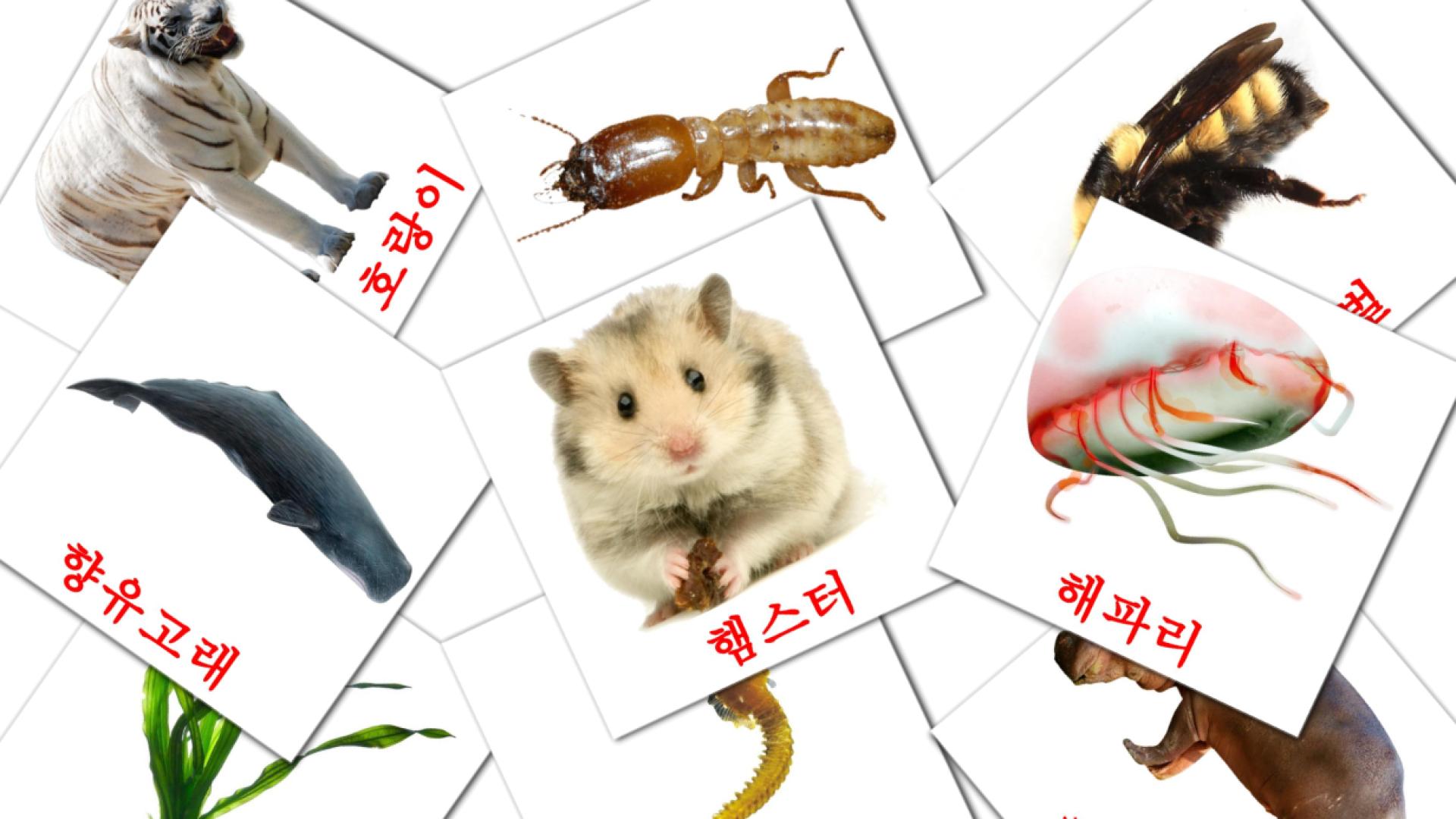 Koreanisch 동물e Vokabelkarteikarten