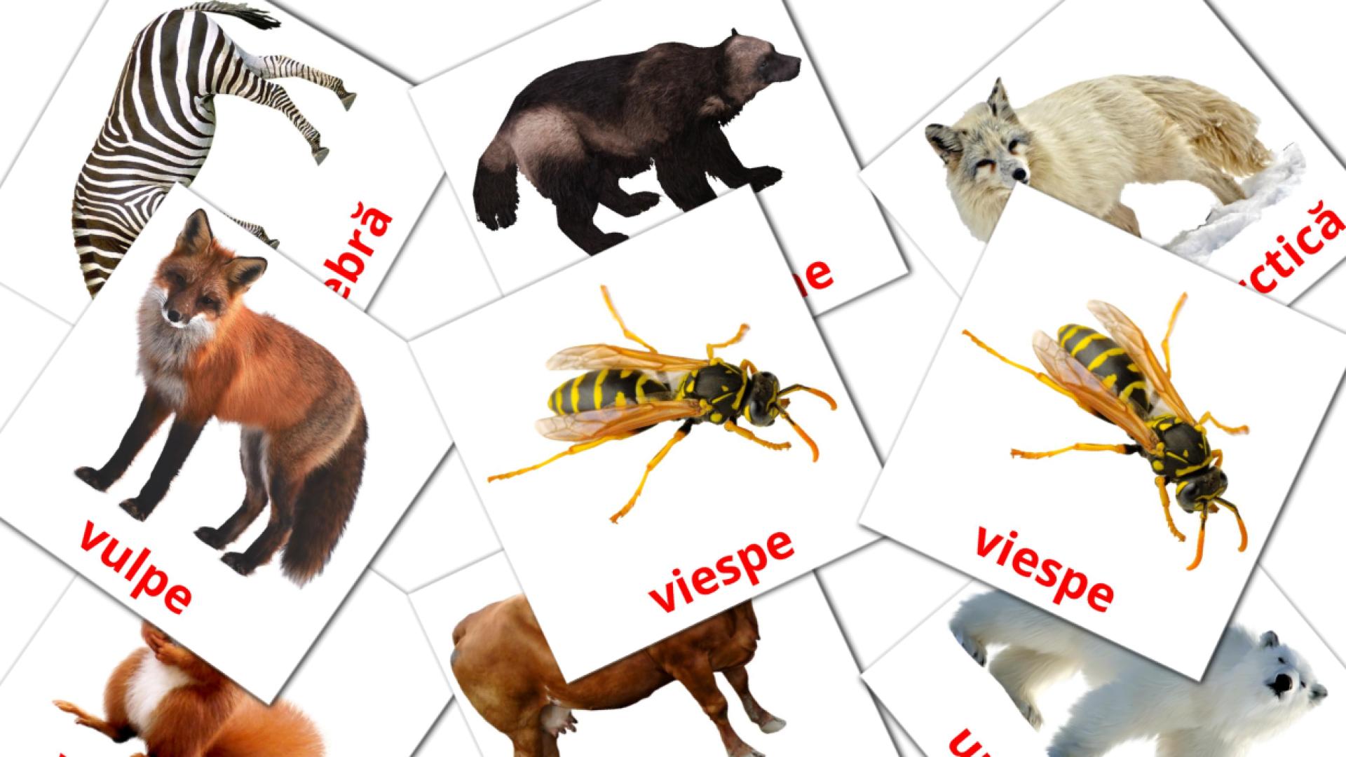 Rumänisch Animalee Vokabelkarteikarten