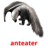 anteater picture flashcards
