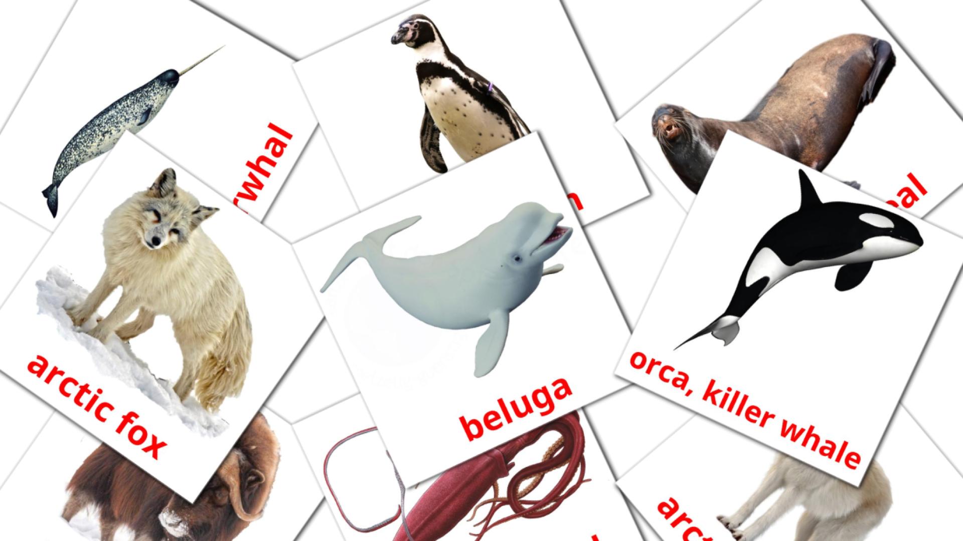 14 Arctic animals flashcards