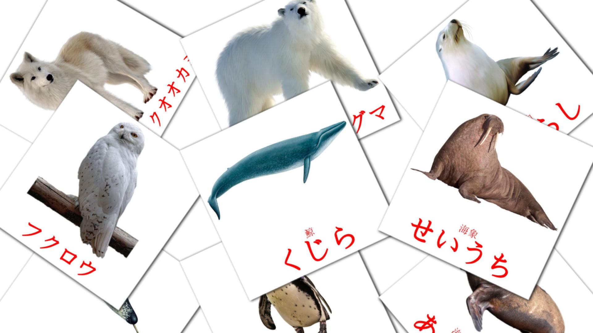 14 北極の生き物 flashcards