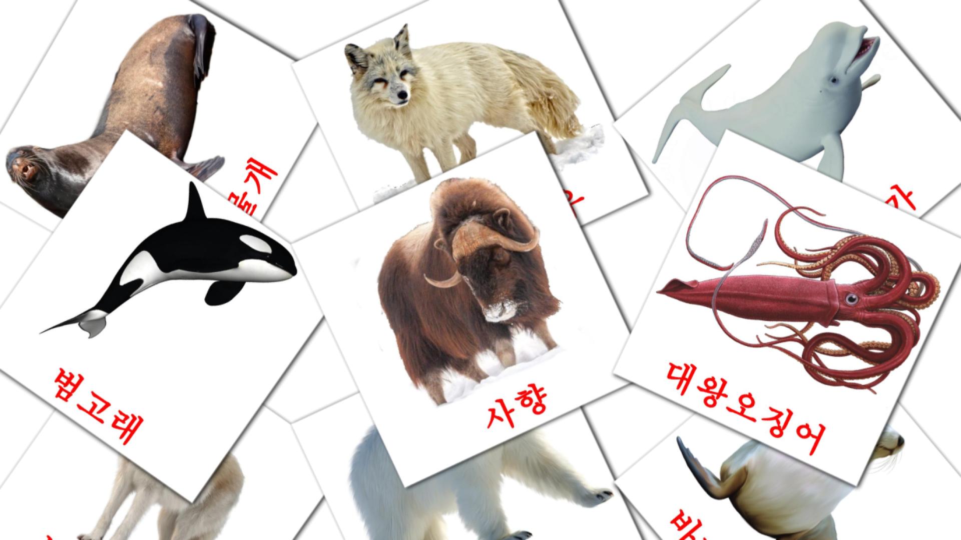 14 Bildkarten für 북극 동물