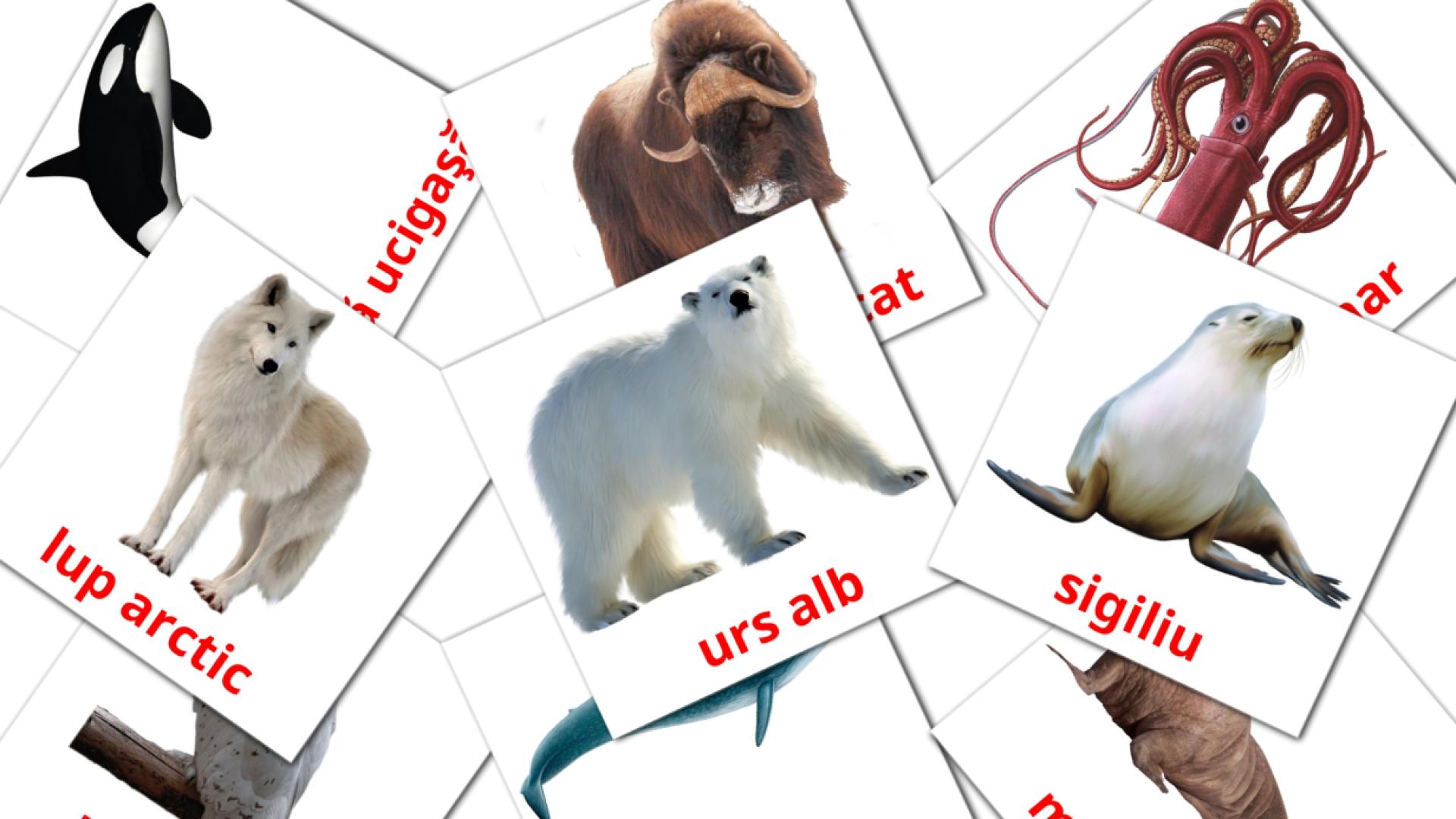 14 Bildkarten für Animale arctice