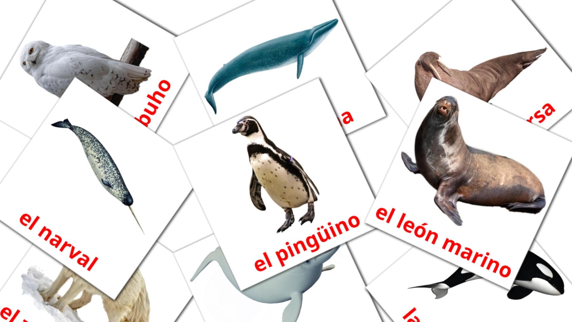 tarjetas didacticas de Animales del Ártico