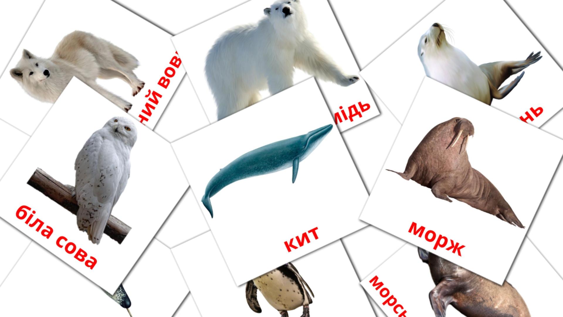 14 Карточки Домана Тварини арктики