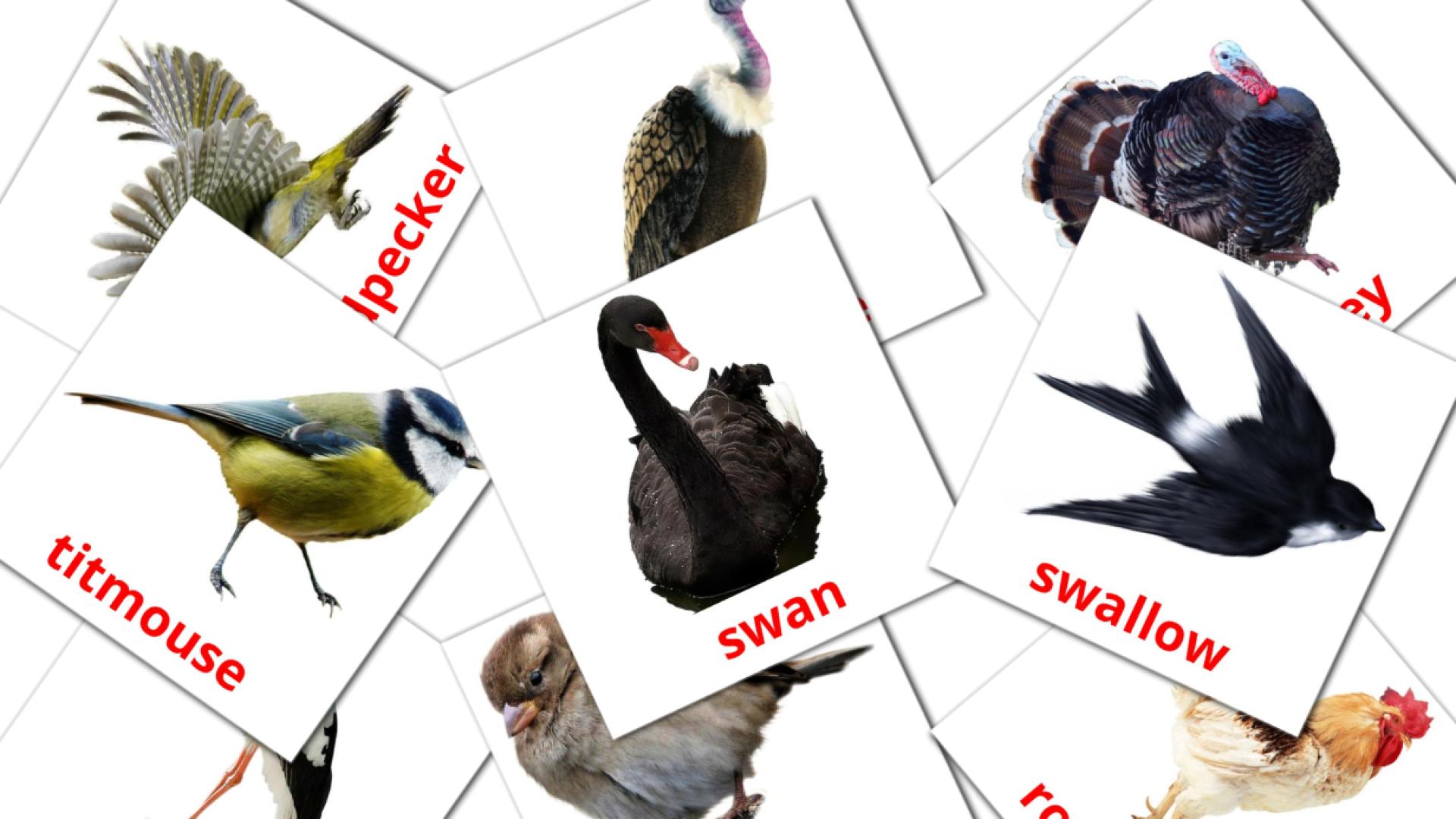 Birds english vocabulary flashcards