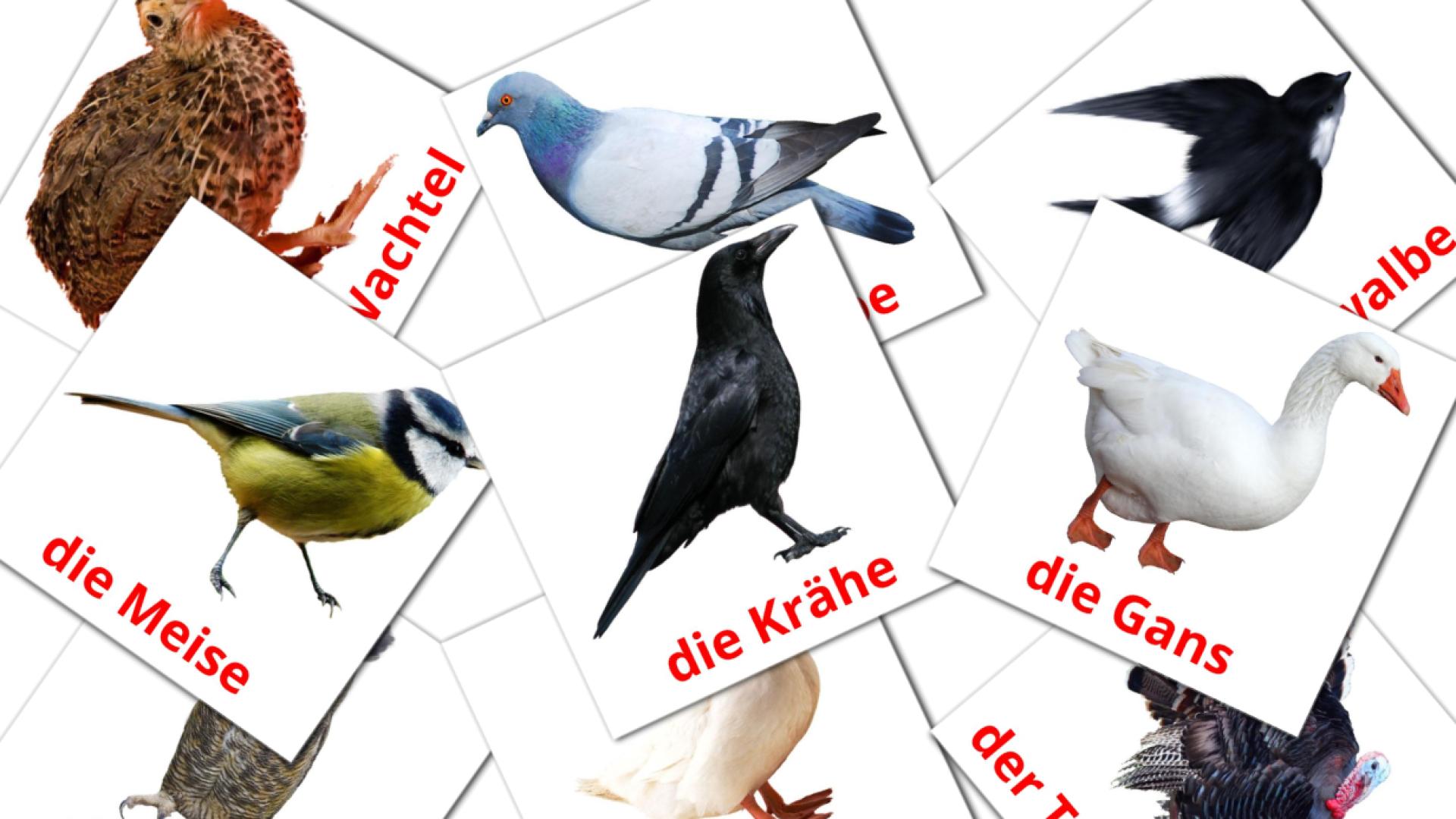 alemán tarjetas de vocabulario en Vögel