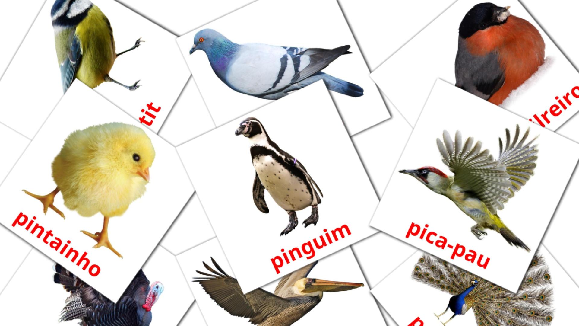 Pássaros Vocabulário em português Flashcards