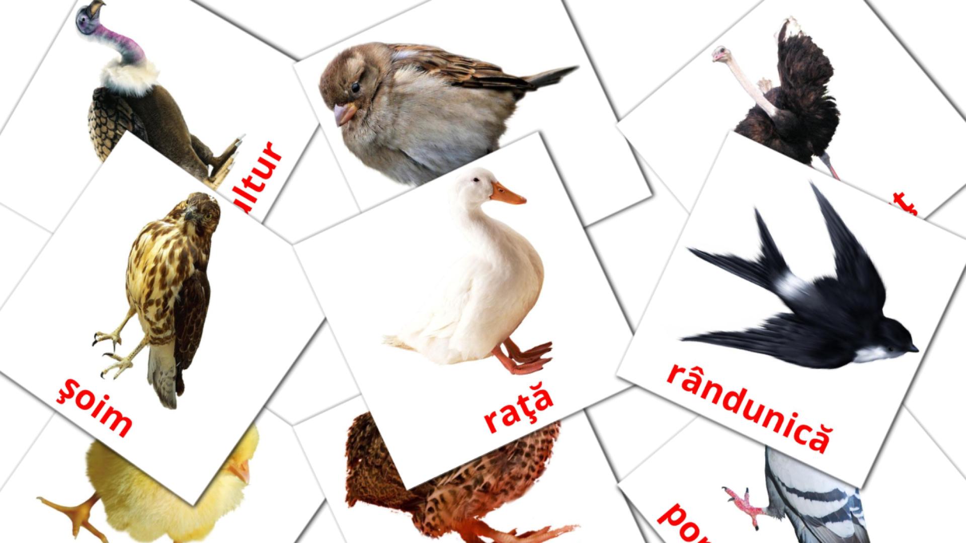 Rumänisch Păsărie Vokabelkarteikarten
