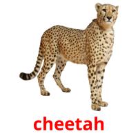 cheetah card for translate
