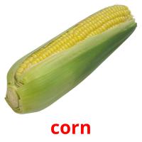 corn picture flashcards