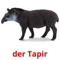 der Tapir Bildkarteikarten