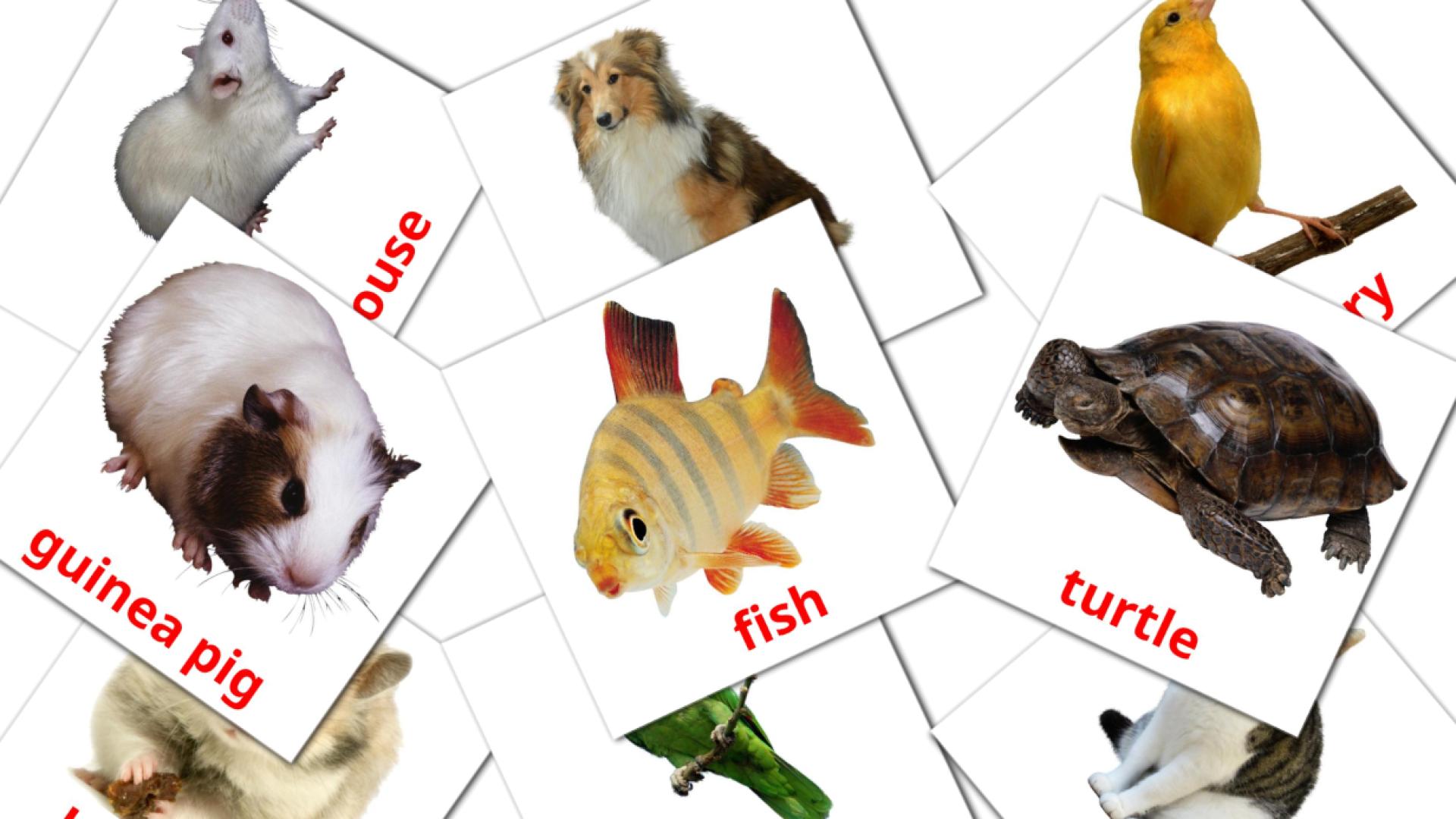Domestic animals flashcards