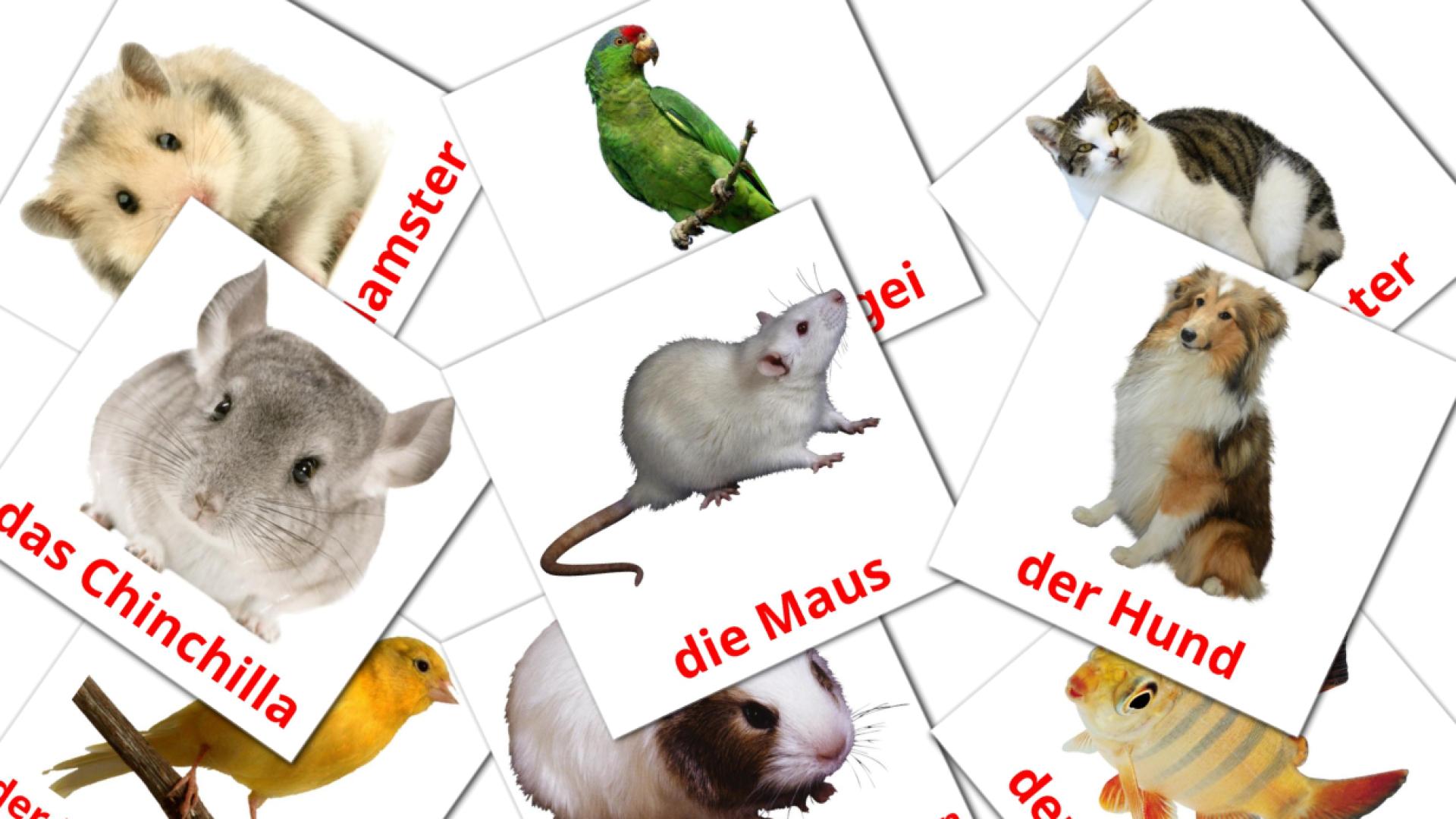 10 Bildkarten für Haustiere