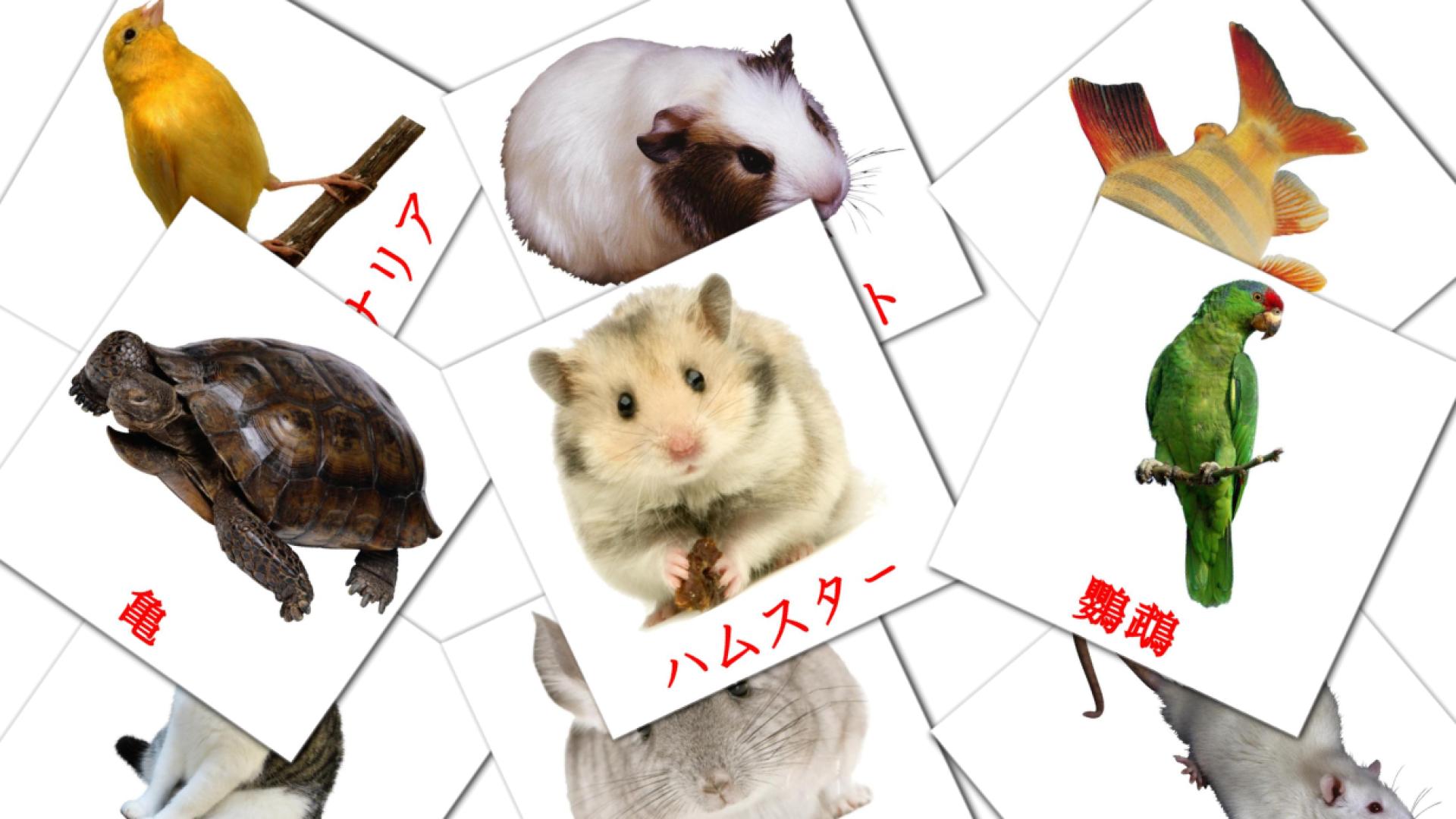 10 身近な動物 flashcards