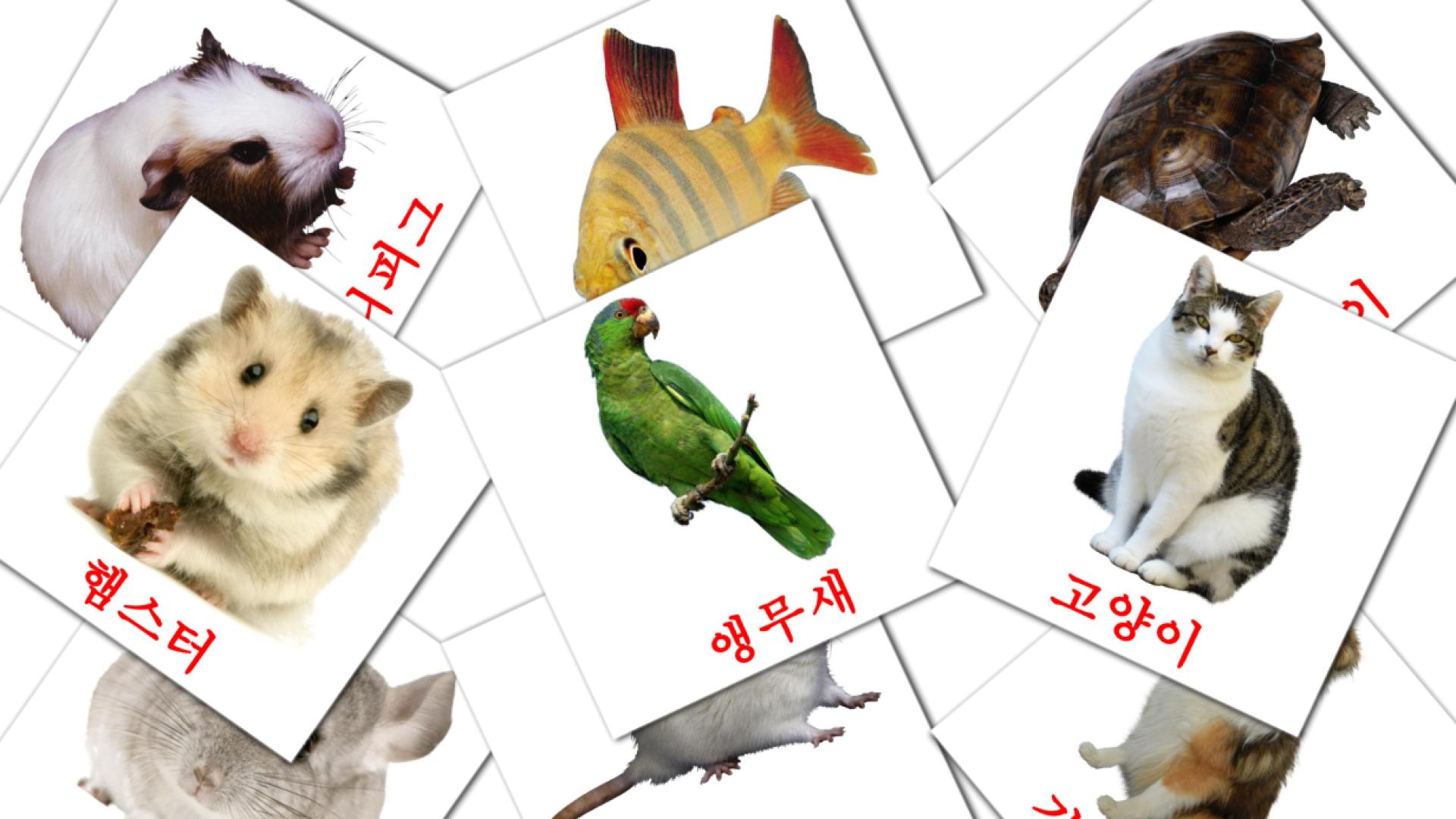10 Bildkarten für 애완동물