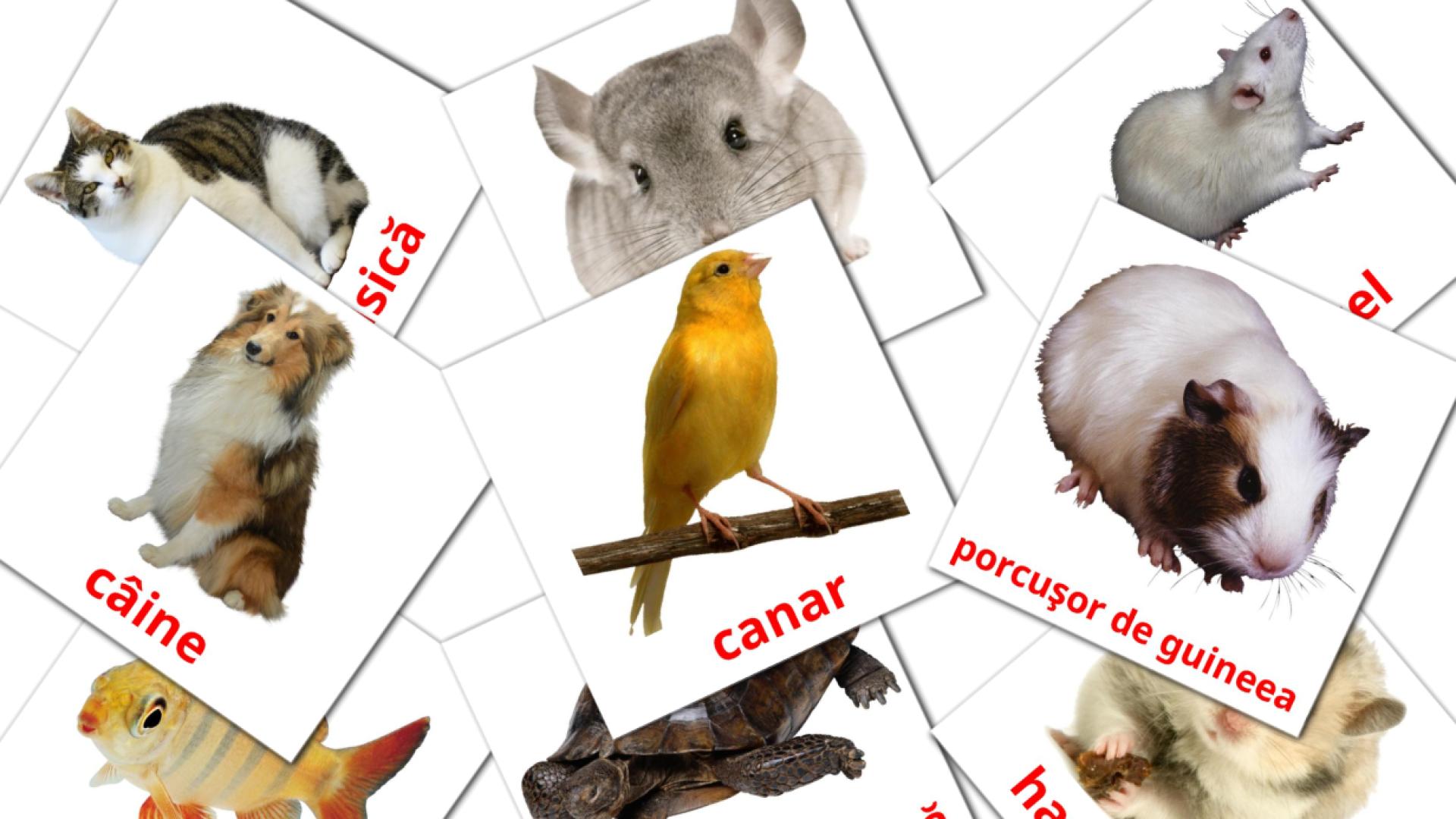 10 Bildkarten für Animale domestice