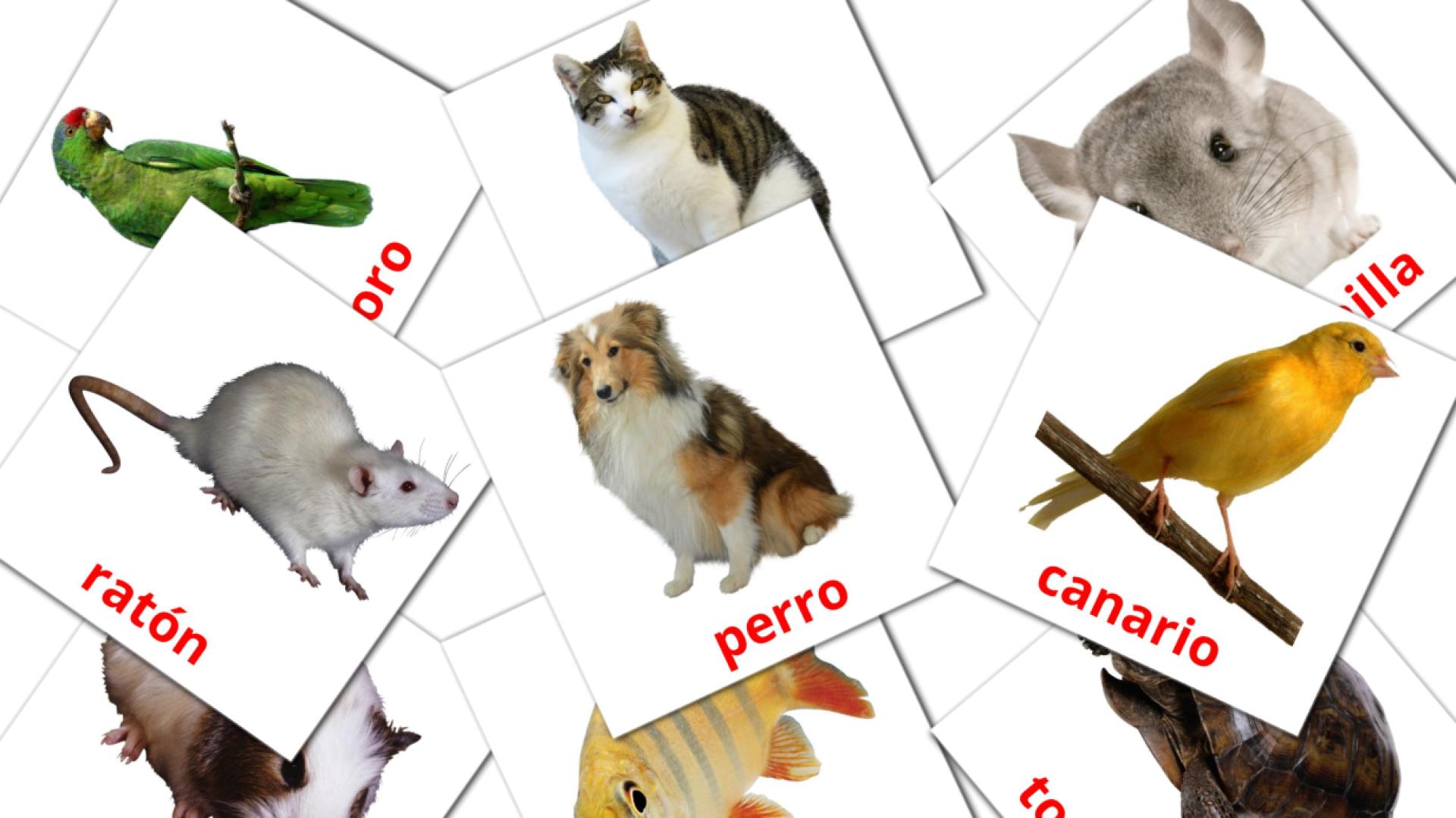 flashcards di Animales Domésticos