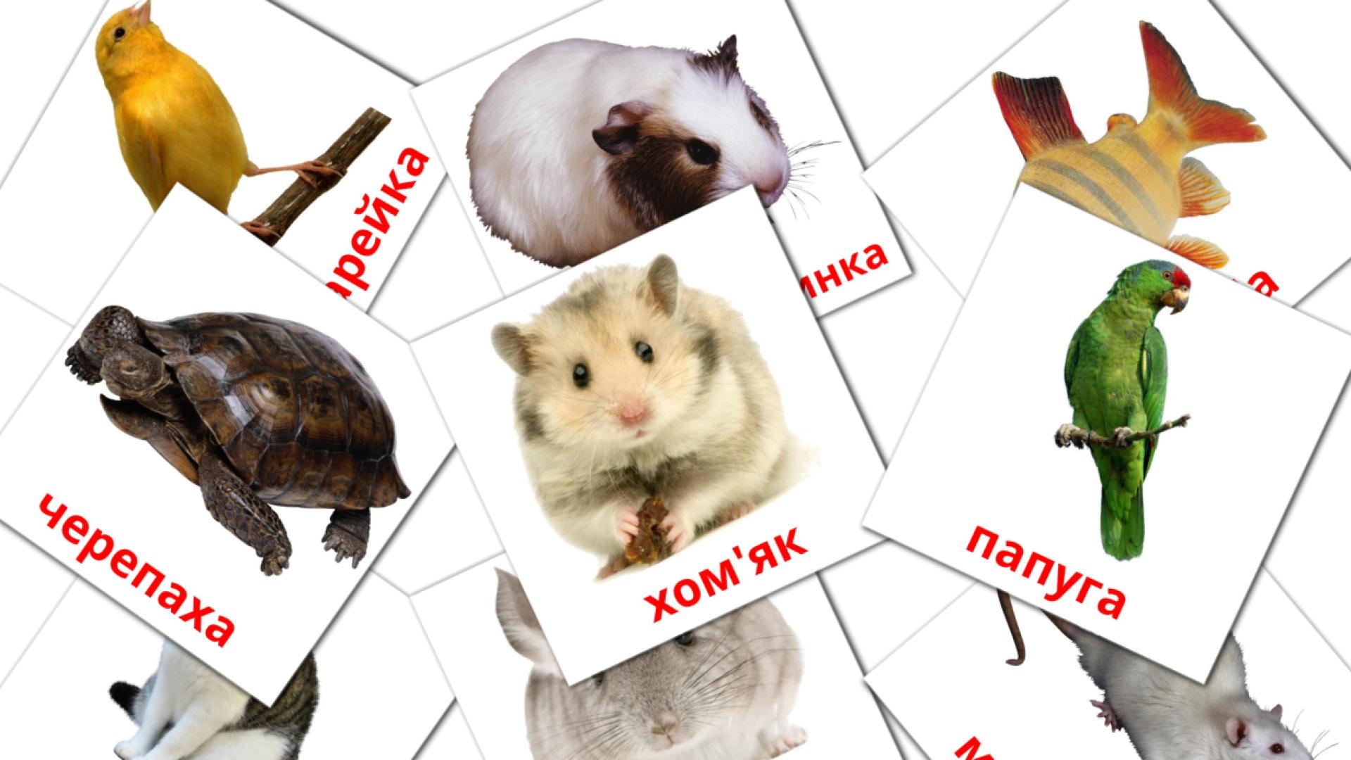 10 Карточки Домана Домашнi тварини