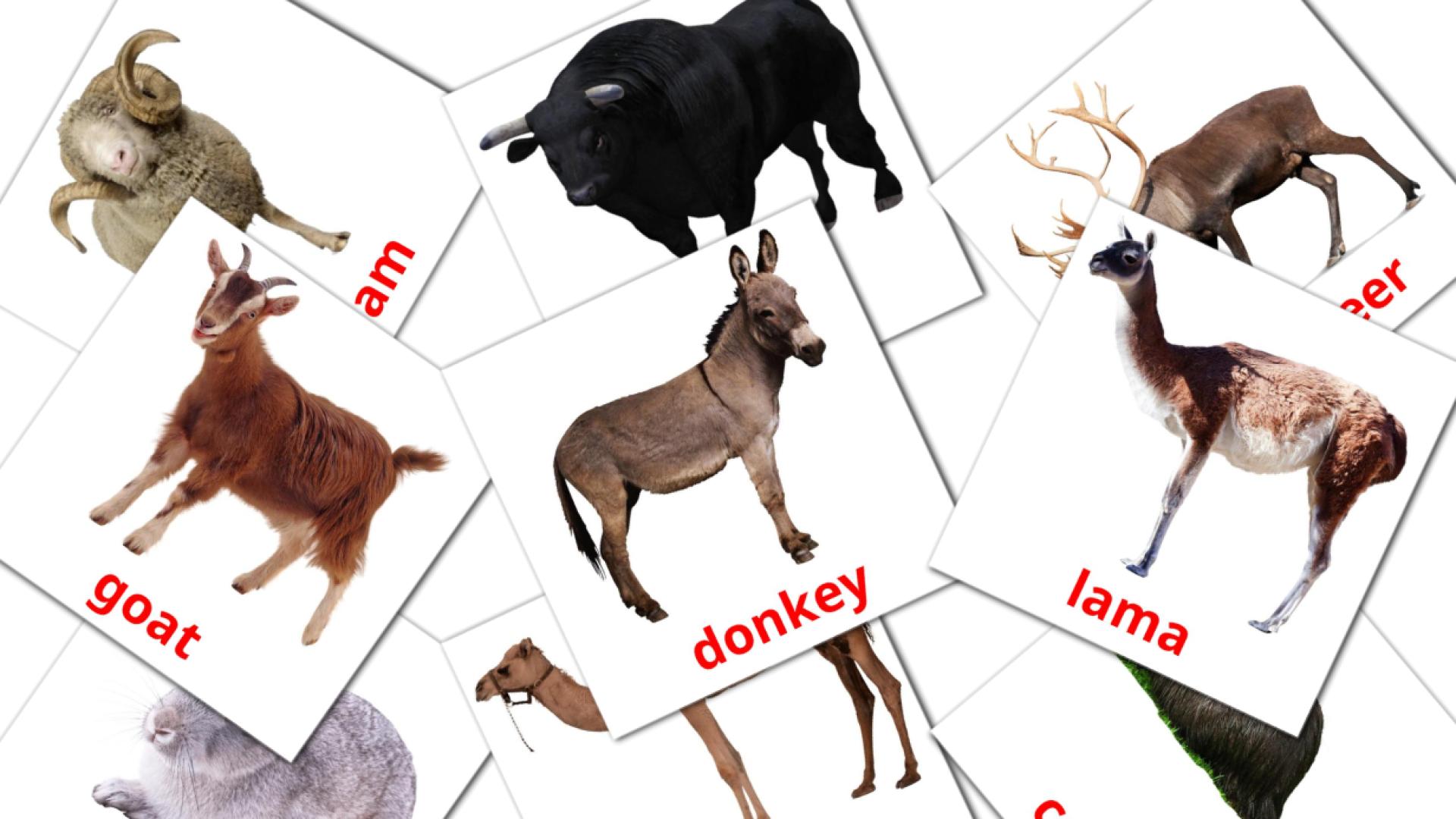 15 Bildkarten für Farm animals