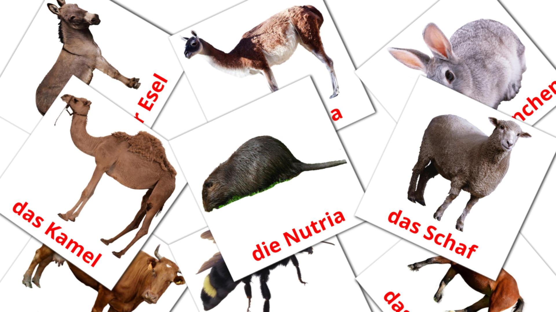 15 Bildkarten für Nutztiere