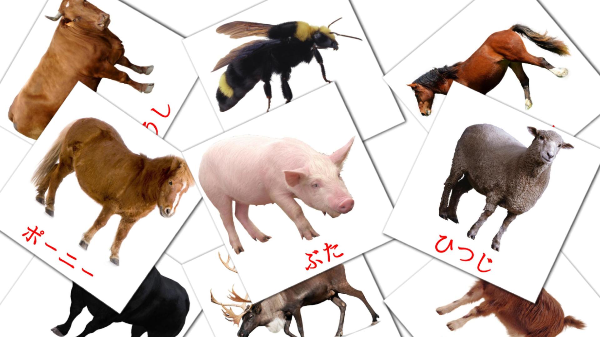 15 ファームの動物 flashcards