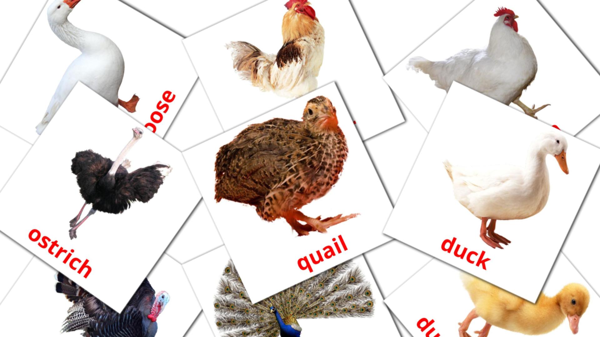 11 Bildkarten für Farm birds