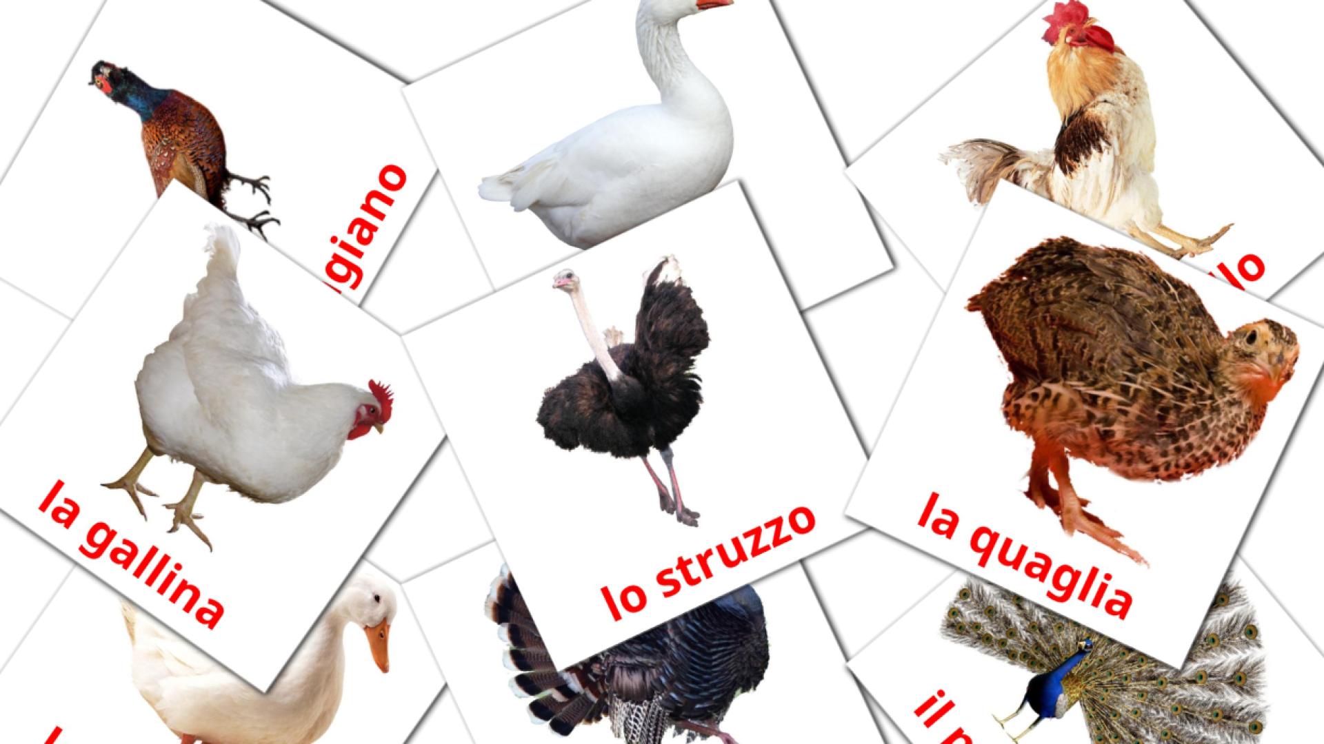 11 flashcards di Uccelli di fattoria