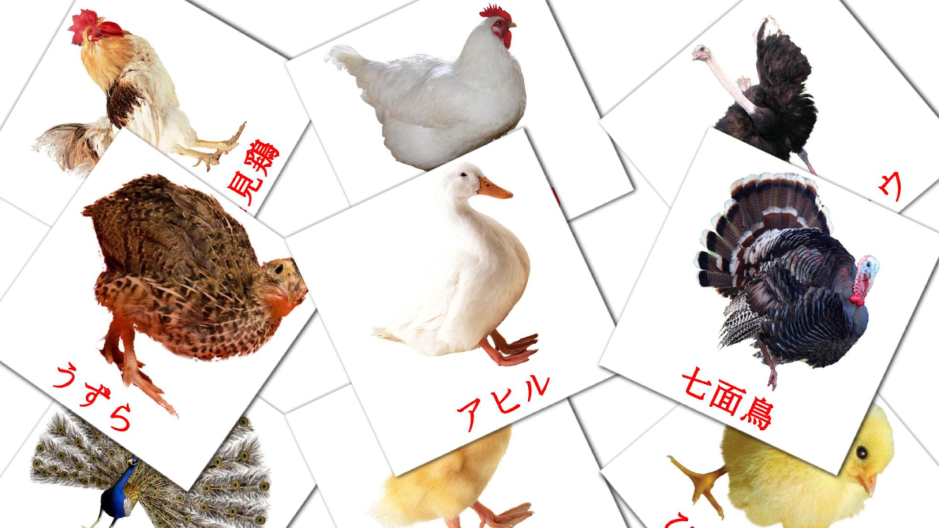11 ファームの鳥 flashcards