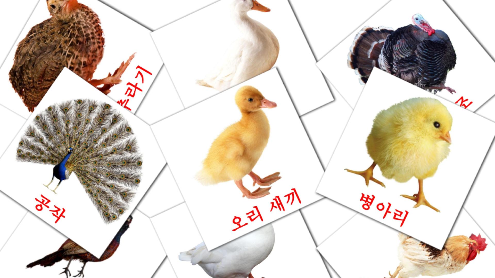 11 Bildkarten für 마을의 새들