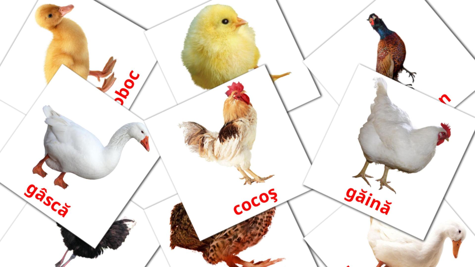 11 Bildkarten für Păsări de curte