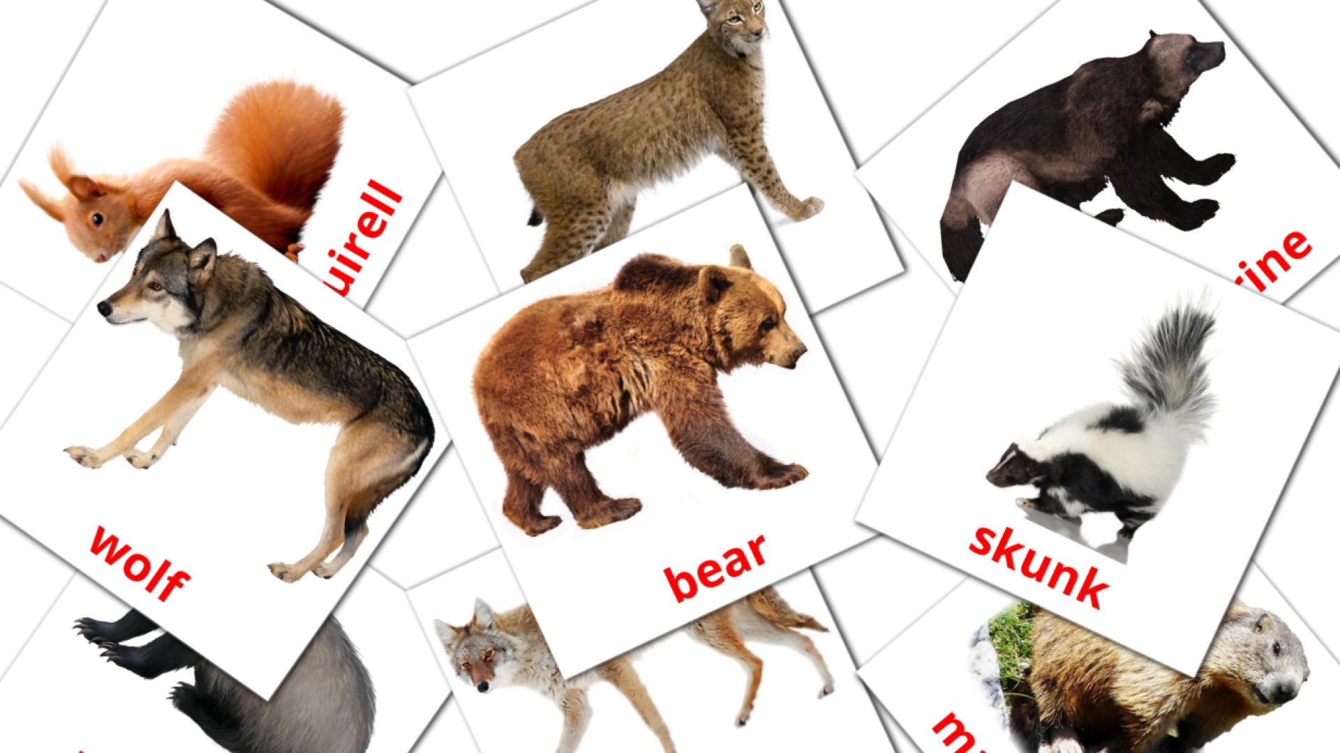 22 Flashcards de Forest animals