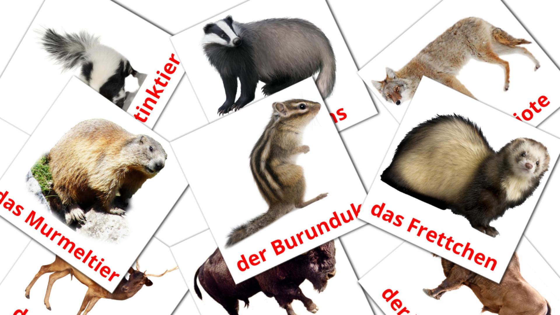 22 Bildkarten für Waldtiere