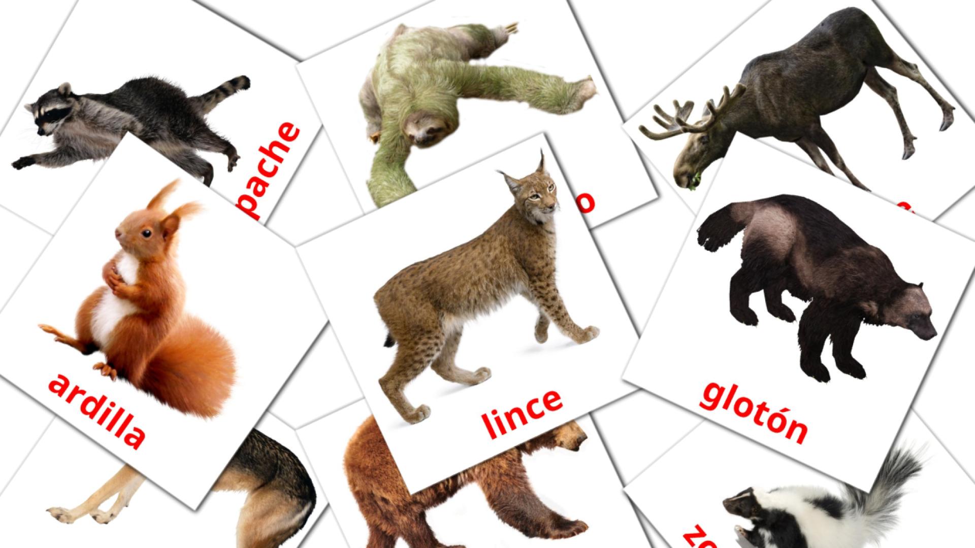 Animales del Bosque flashcards