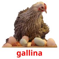 gallina flashcards illustrate