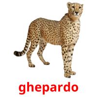 ghepardo card for translate
