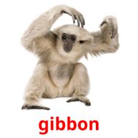 gibbon picture flashcards