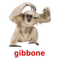 gibbone flashcards illustrate