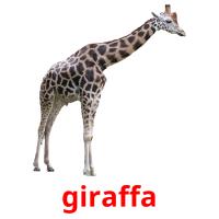 giraffa flashcards illustrate