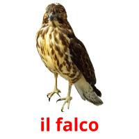 il falco flashcards illustrate