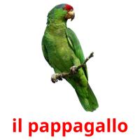 il pappagallo card for translate