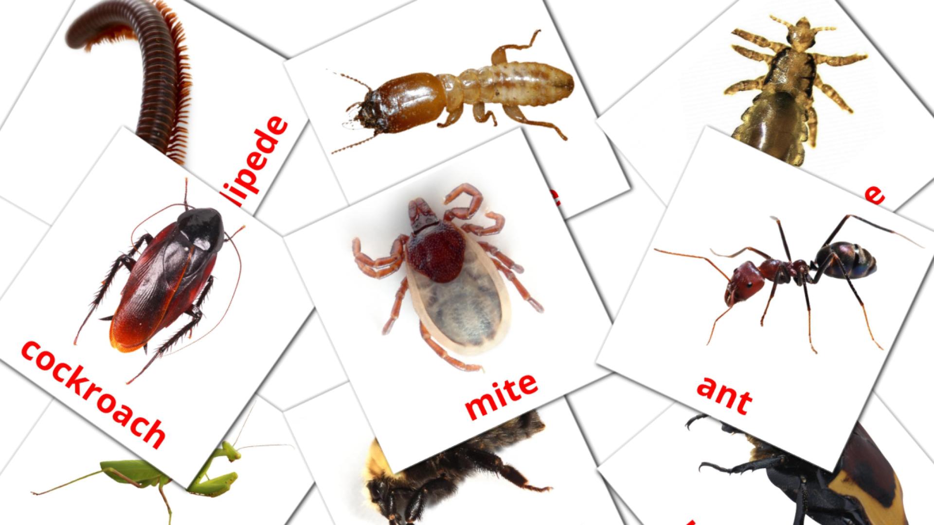 tarjetas didacticas de Insects