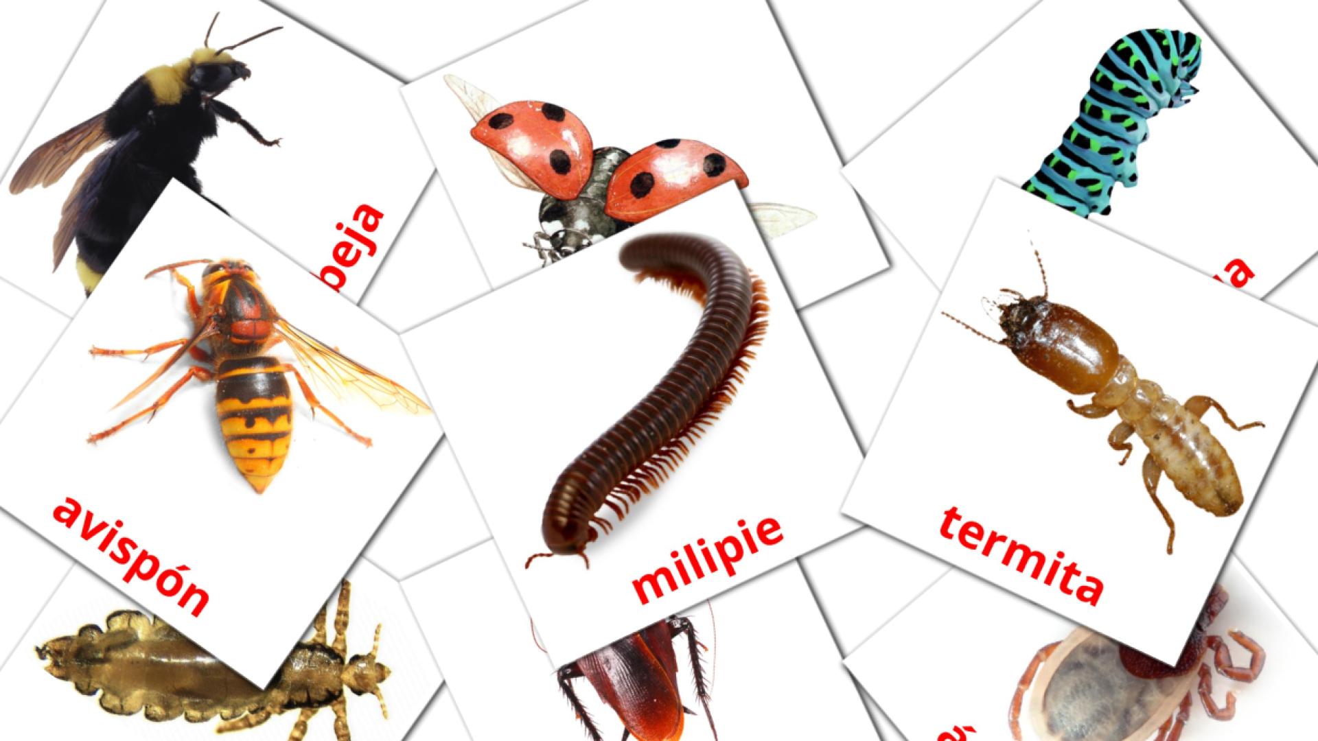 Bildkarten für Insectos