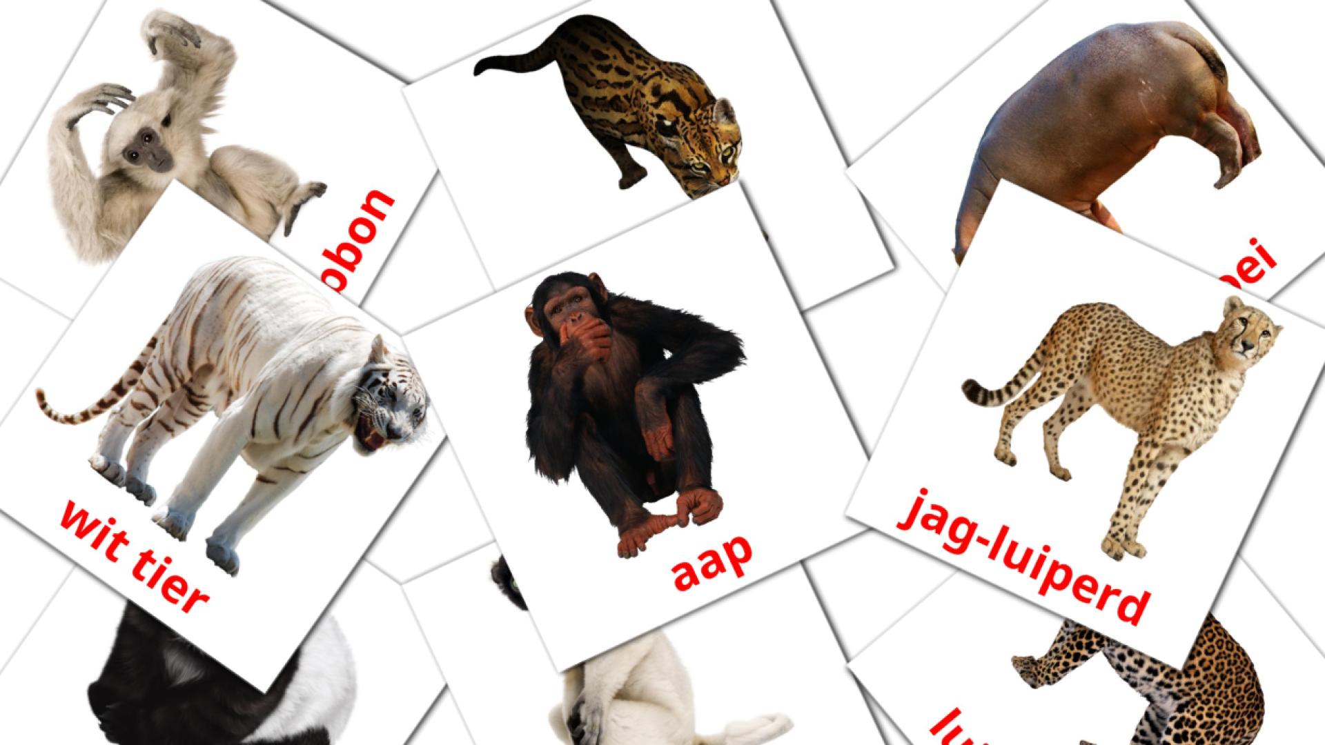 Jungle animals - afrikaans vocabulary cards